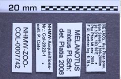 Etikette zu Melanotus mixtus (Platia & Schimmel, 2001) (NHMW-ZOO-COL-0007742)